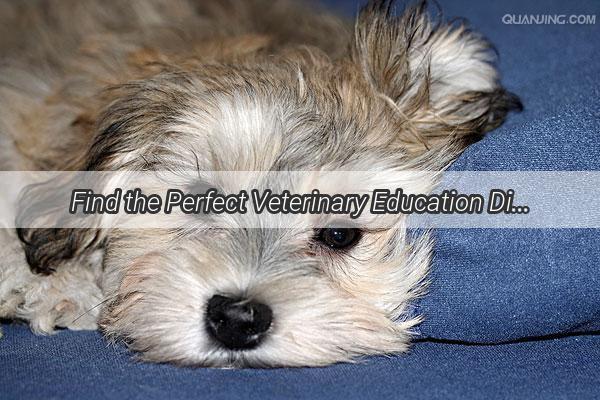 Find the Perfect Veterinary Education Discover the Top Schools for Your Dogs Healthcare Needs